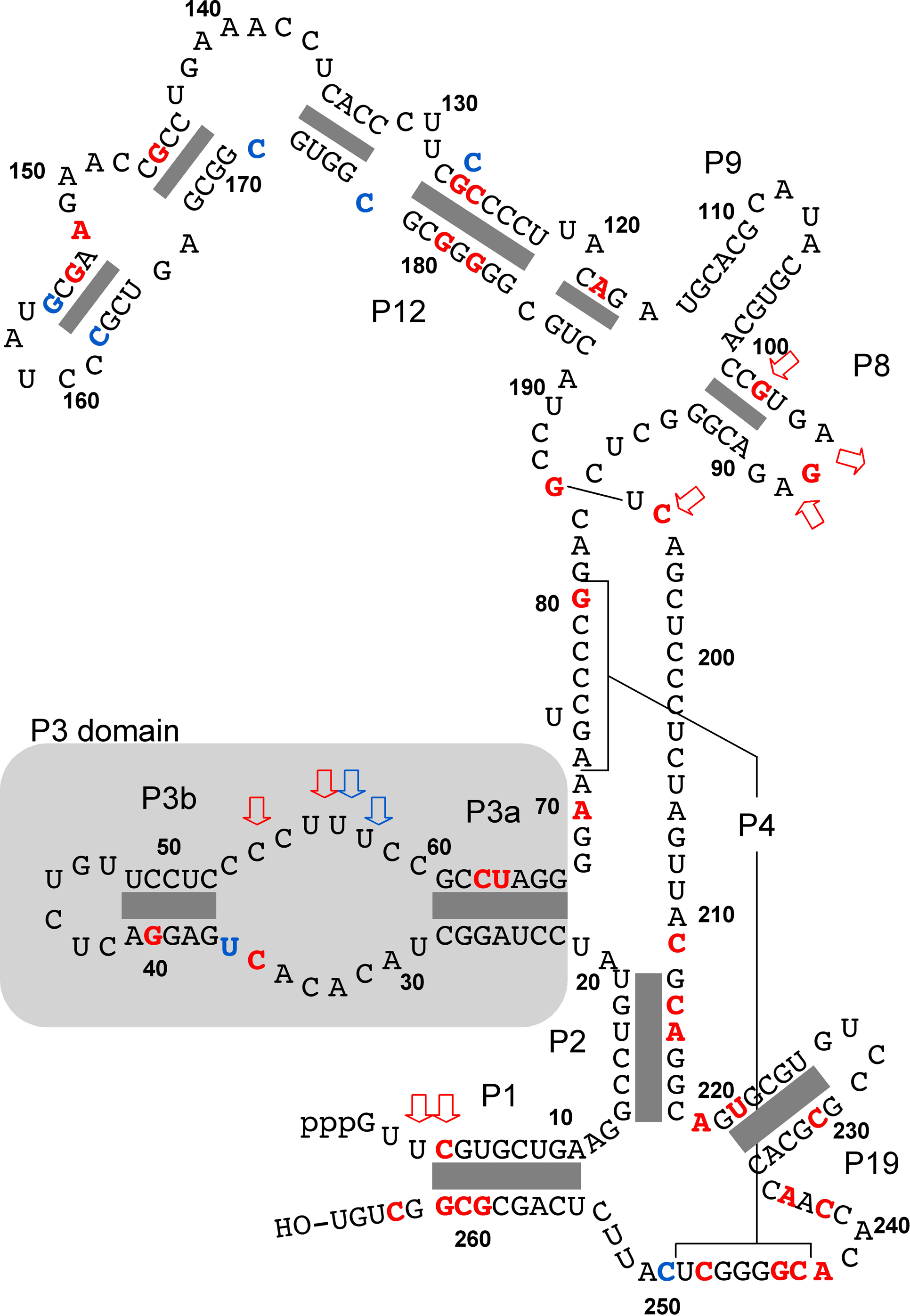 RMRP Gene Structure
