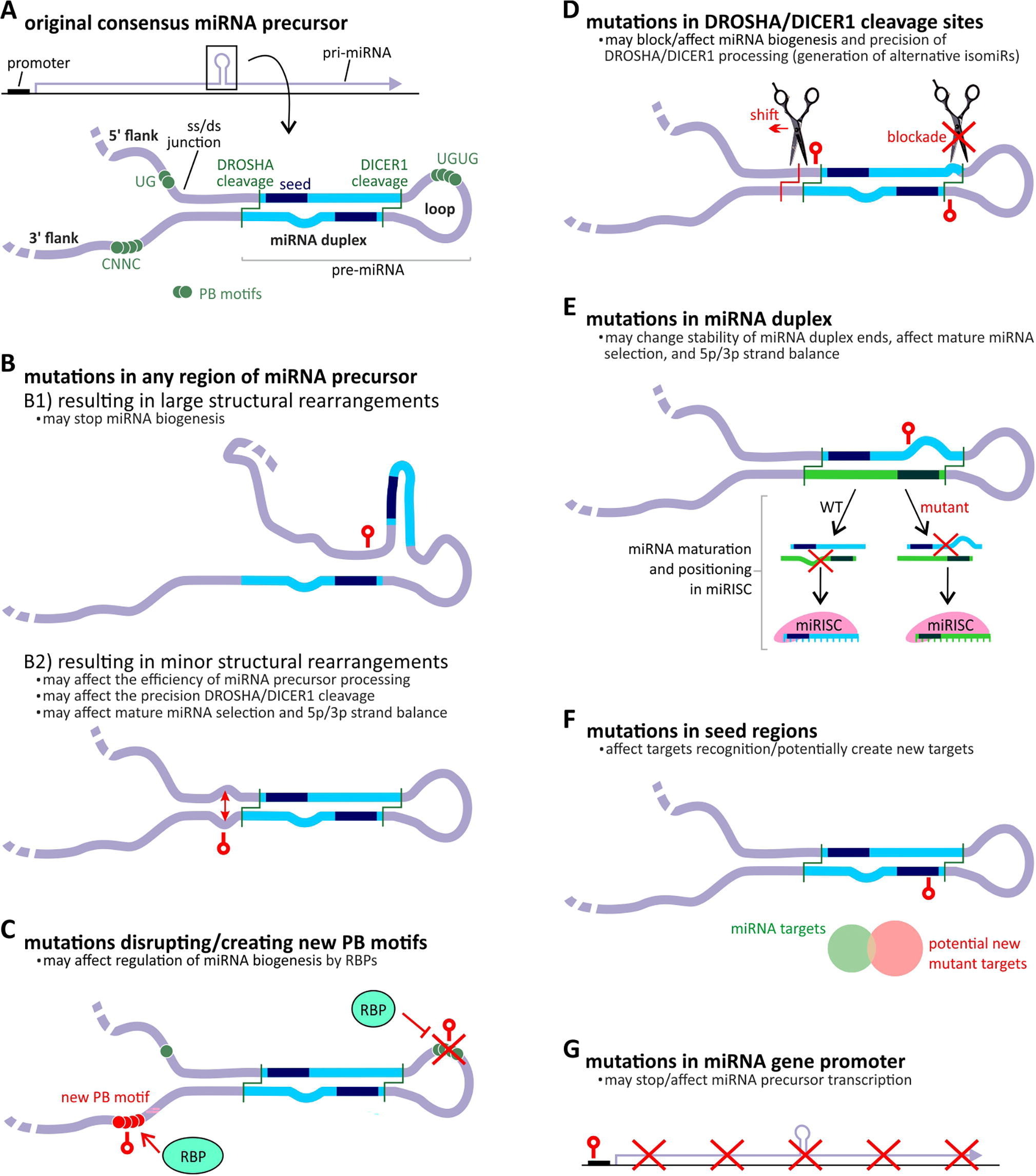 MicroRNA Gene Structure